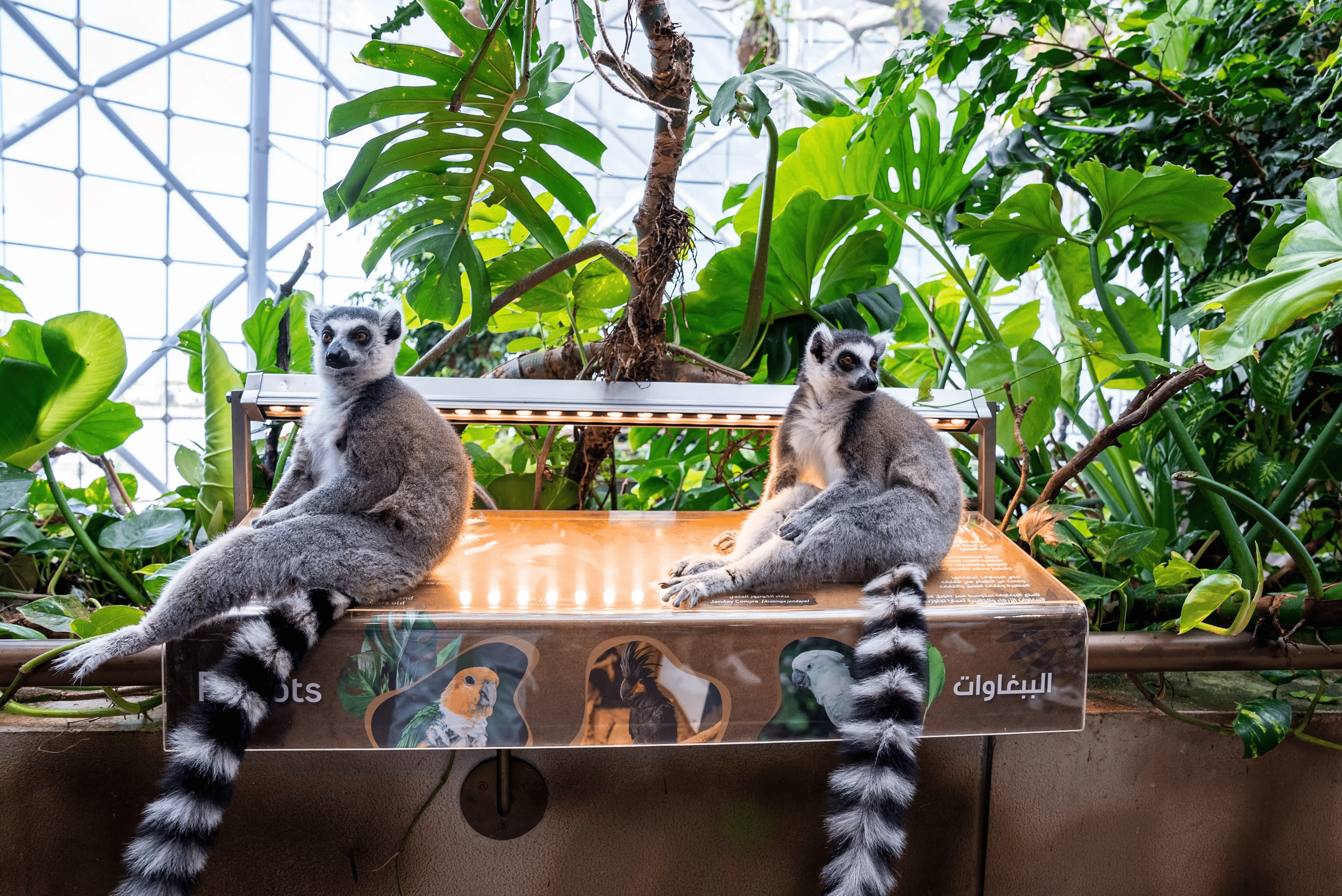 The Green Planet Dubai — image 4