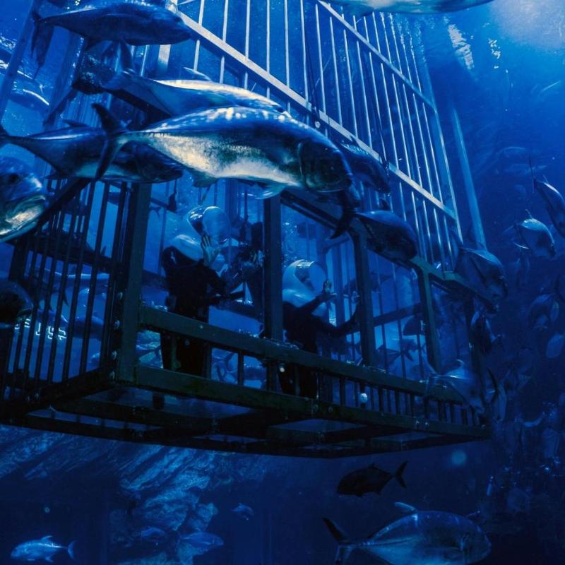 Dubai Aquarium & Underwater Zoo  — image 4